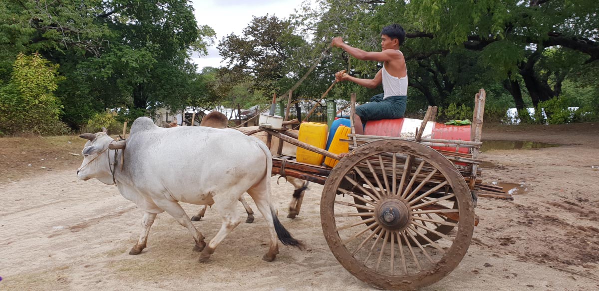 Myanmar, traditional - Bull wagon carrying water