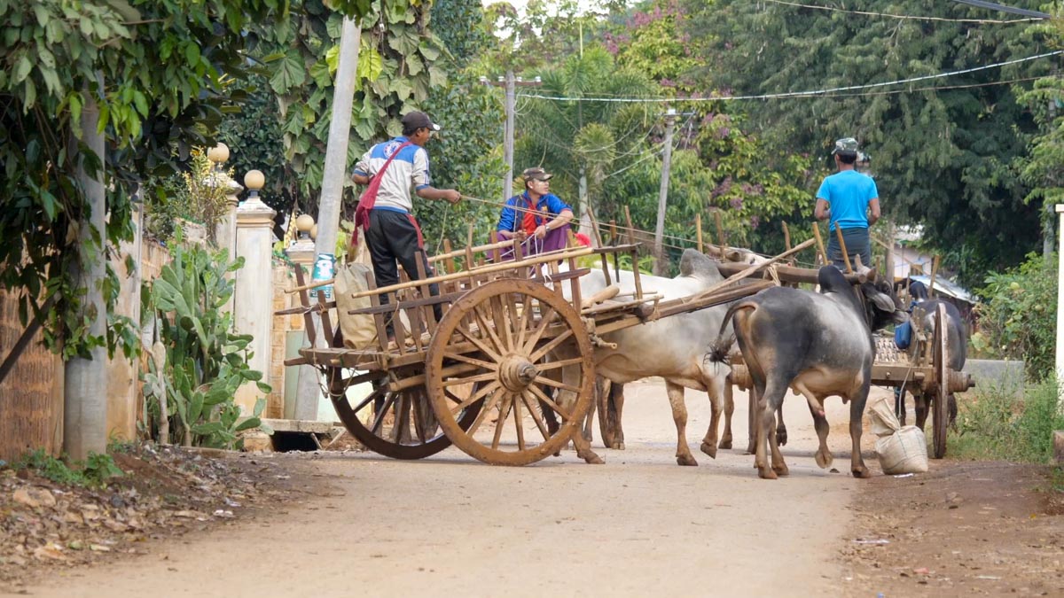 Myanmar, traditional - Burmese Bull Carts
