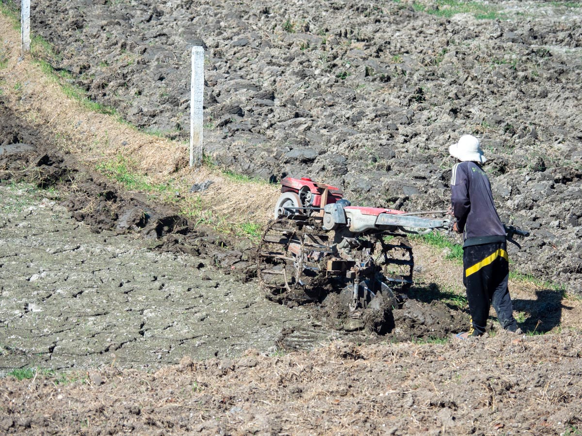 Myanmar, traditional - Field plowing
