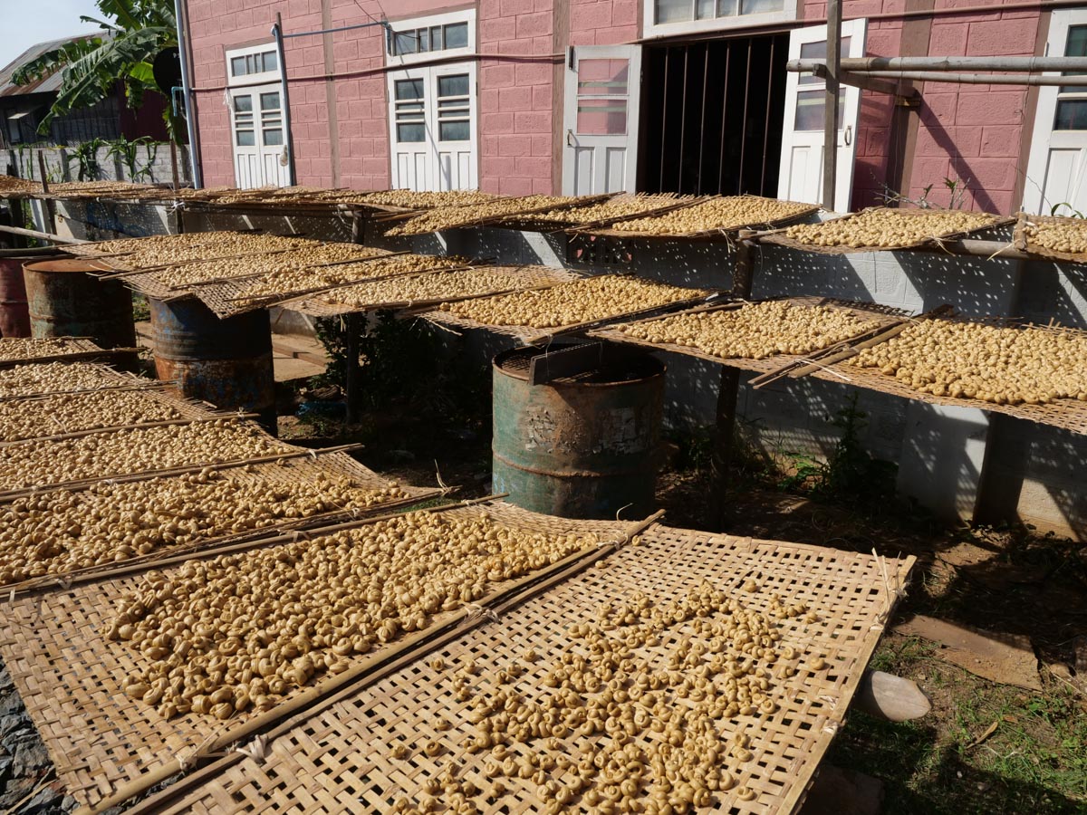 Myanmar, traditional - Inle Lake - Drying sweets from sugar cane