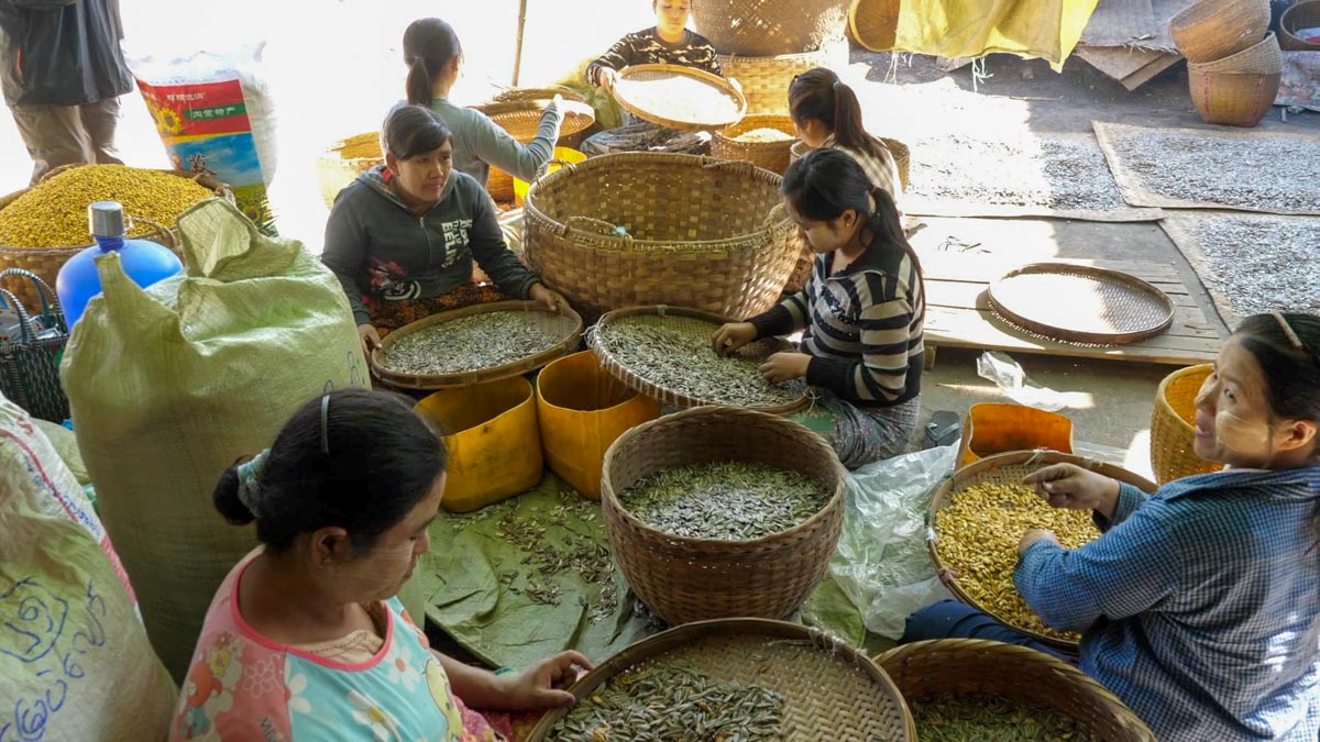 Myanmar, traditional - Inle Lake - Sorting nuclei