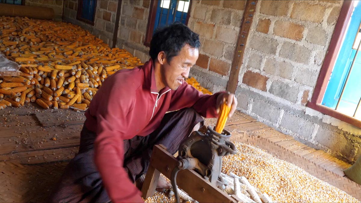 Myanmar, traditional - Preparation of corn kernels for animals