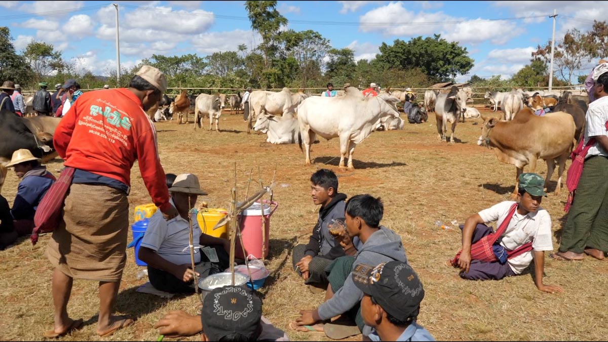 Myanmar, traditional cattle market