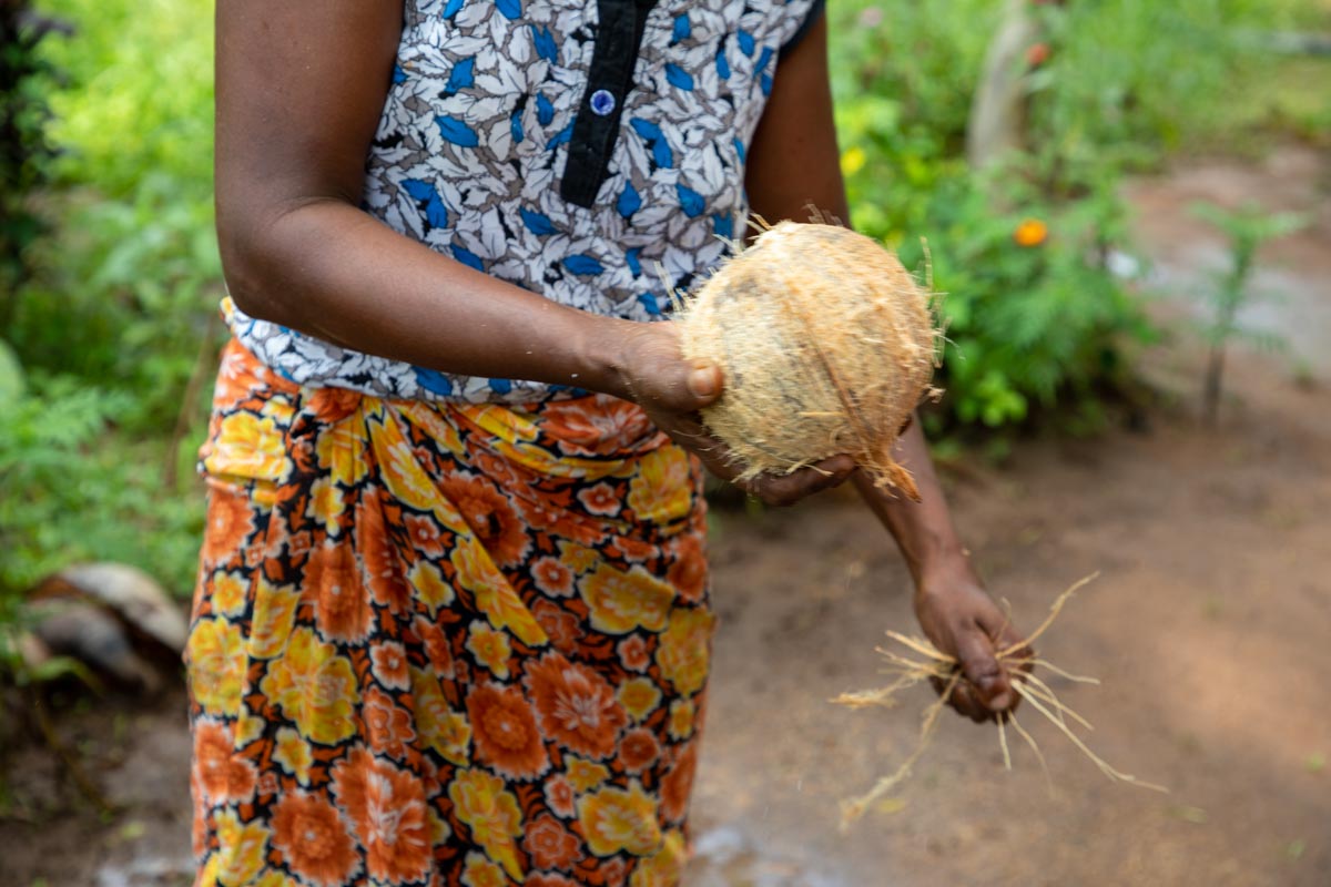 Sri Lanka, Traditional - A Sri Lankan woman opens a coconuts