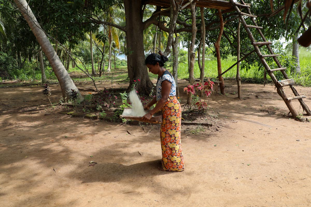 Sri Lanka, Traditional - A Sri Lankan woman prepares traditional rice