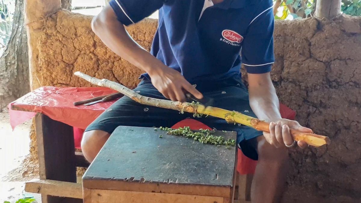 Sri Lanka, Traditional - Cinnamon production