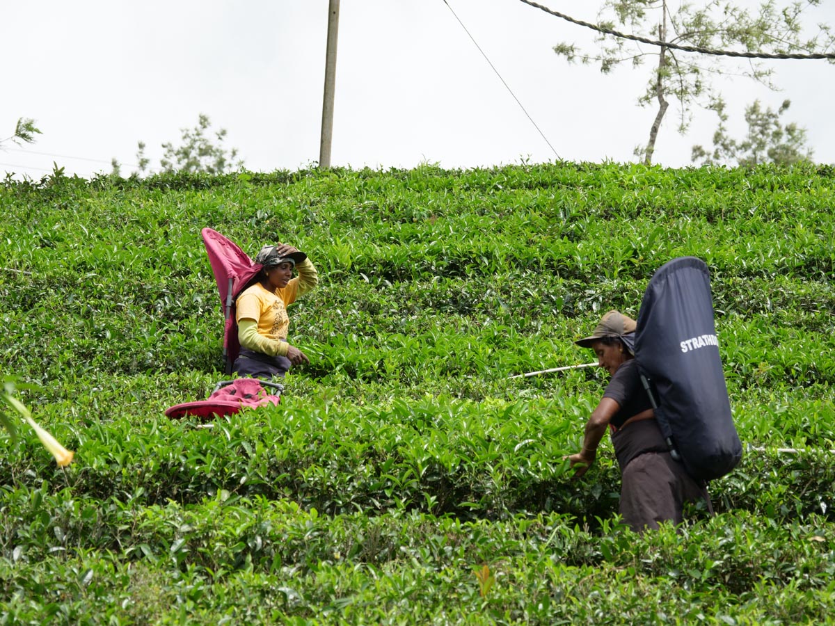 Sri Lanka, Traditional - Women picking tea leaves