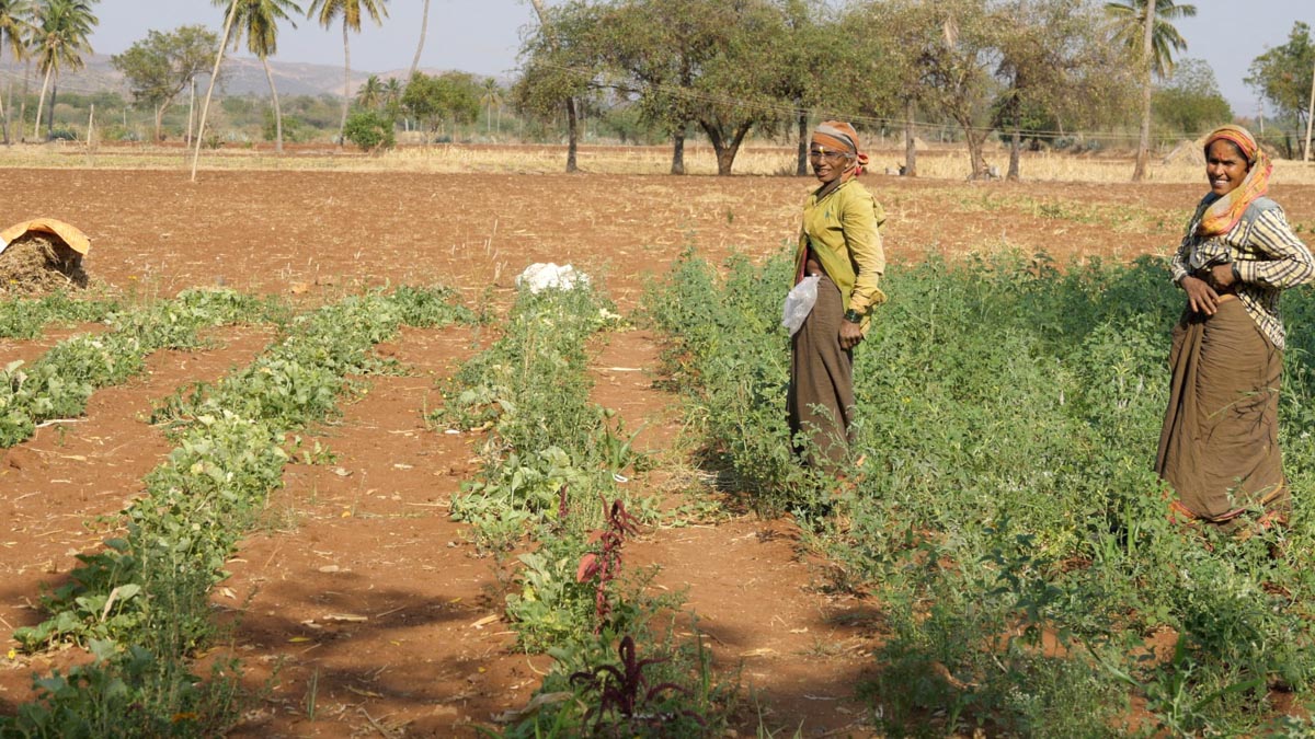 India, Karnataka - Traditional, Farmers work in a family farm