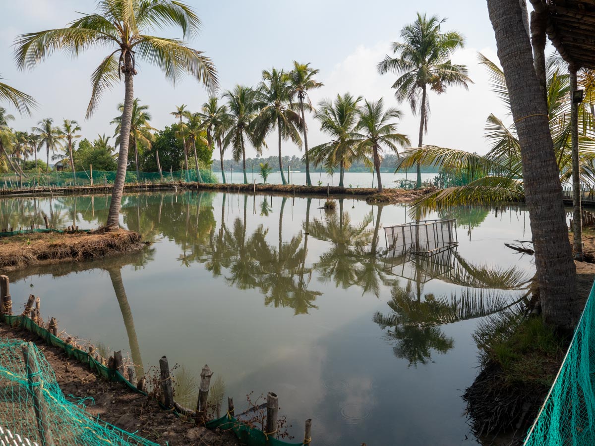 India, Kerala - Kochi -Traditional - Crab fishing in a cage