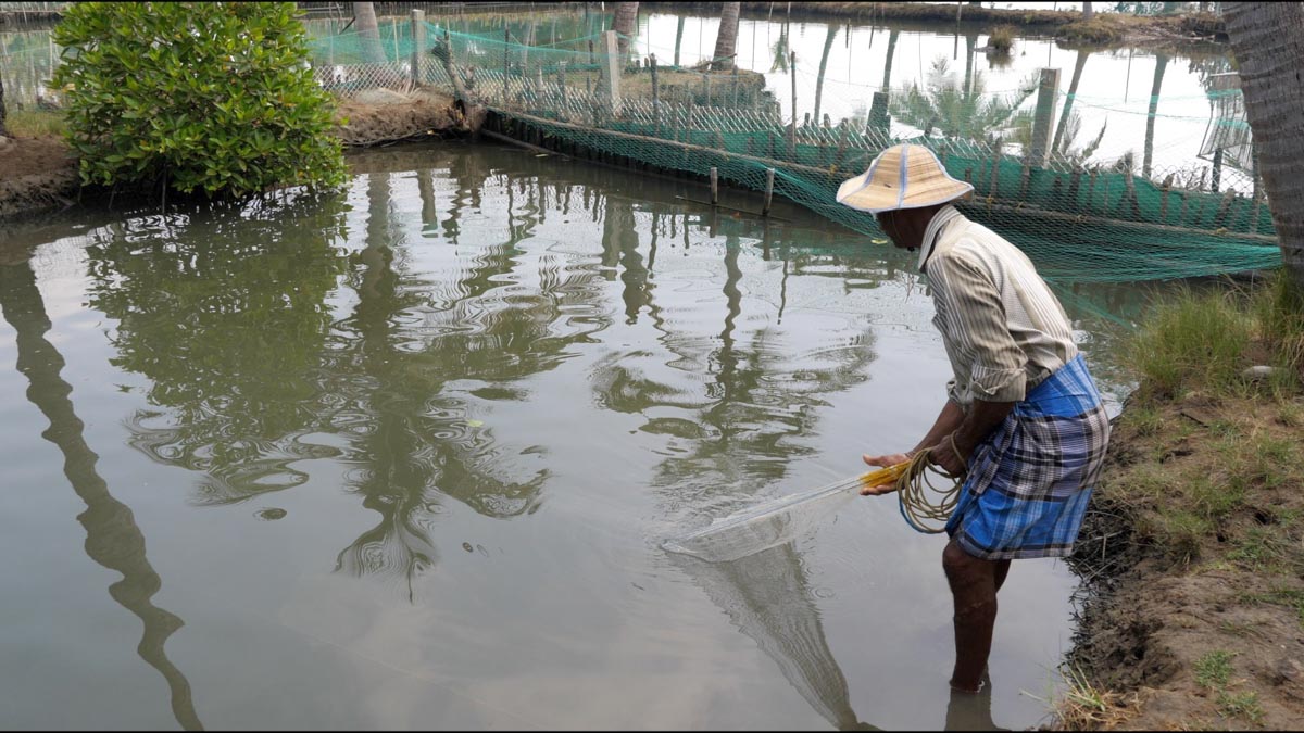 India, Kerala - Kochi -Traditional - Crab fishing in a net