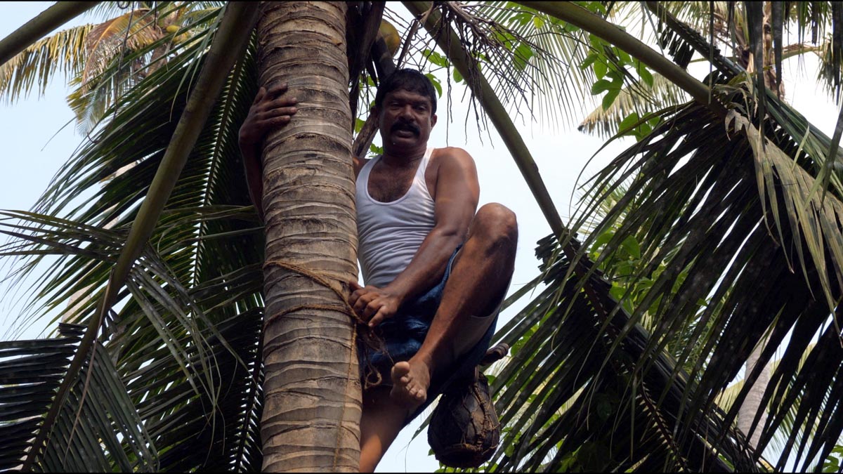 India, Kerala - Kochi -Traditional - Toddy tapping method in palm trees