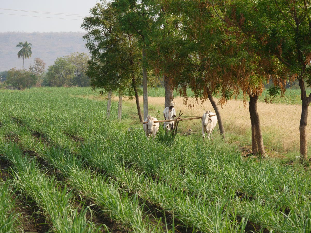 India, Kerla - Traditional - Field plowing