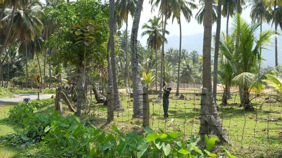 India, Tamil Nadu - Traditional - Collecting coconuts