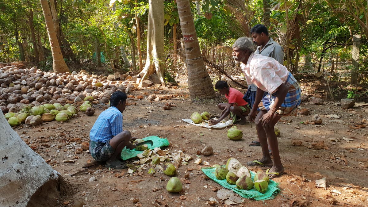 India, Tamil Nadu - Traditional - Peeling coconuts