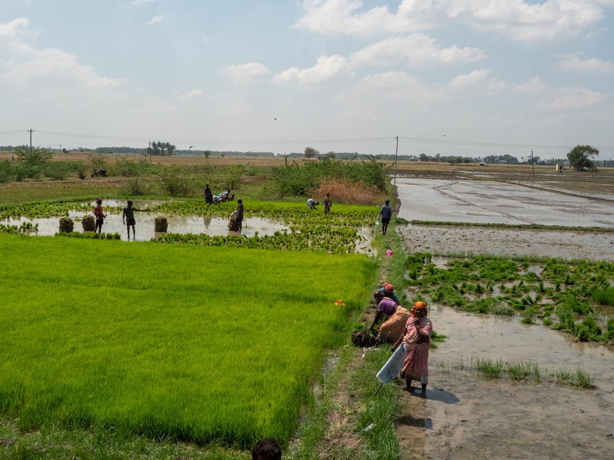 India, Tamil Nadu - Traditional - Workers in agriculture