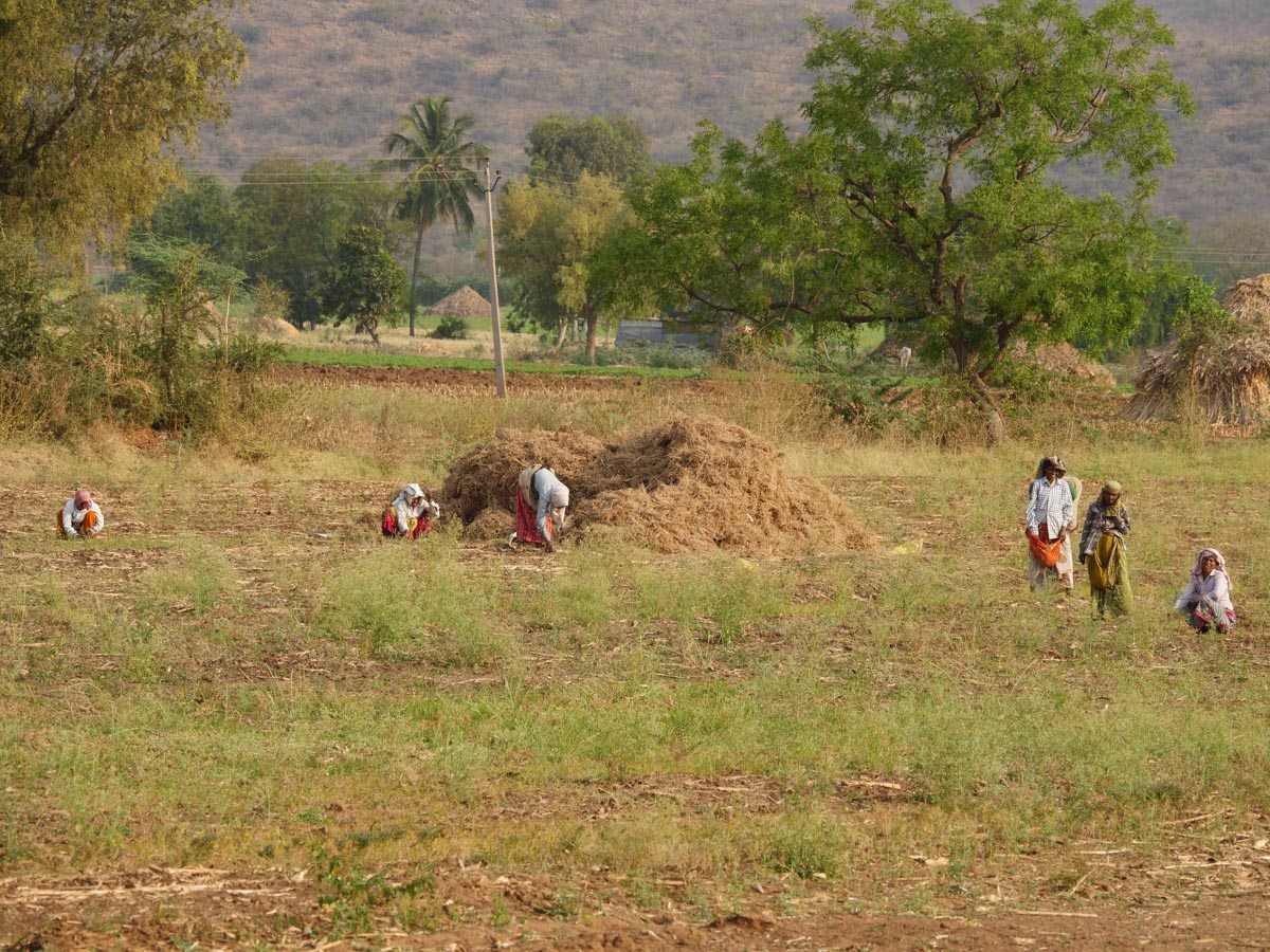 India, Tamil Nadu - Traditional - Workers in agriculture2