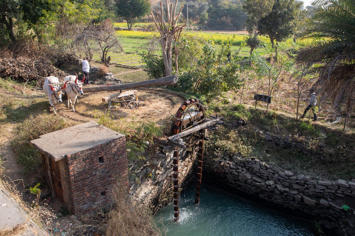 India, Uttar Pradesh - Traditional - Antilia well - raising water from a well with bulls