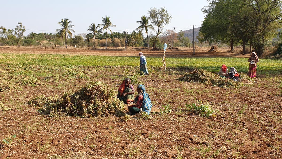 India, Uttarakhand - Traditional - Farmers