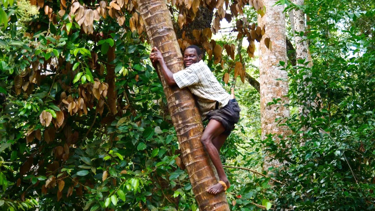 Zanzibar, Traditional - Picking Coconuts