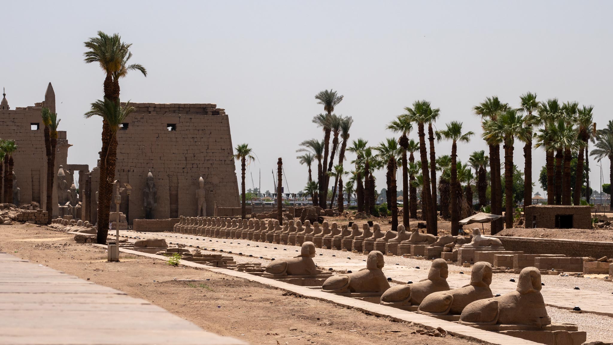 Egypt, Luxor - Temple of Luxor - Dromos of Sphinxes of Nectanebo I