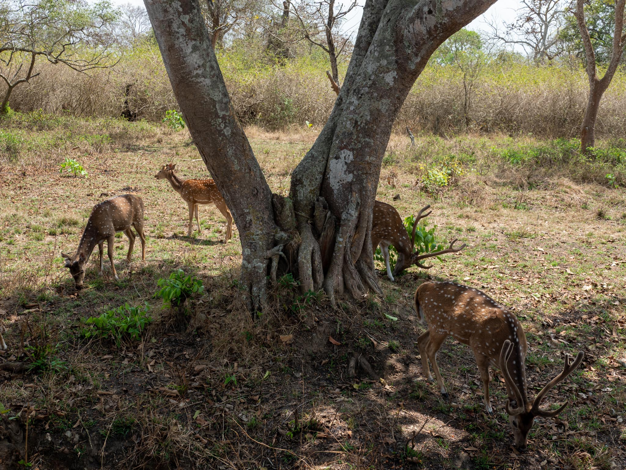 India, Karnataka, Bandipur National Park