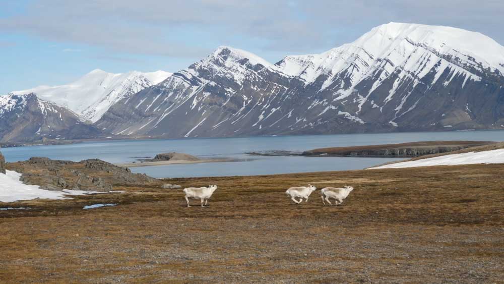 Spitsbergen, Animals in the Wild