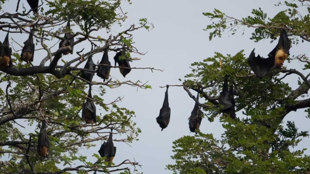 Sri Lanka, Tissamaharama, Tissa Lake - Fruit Bats