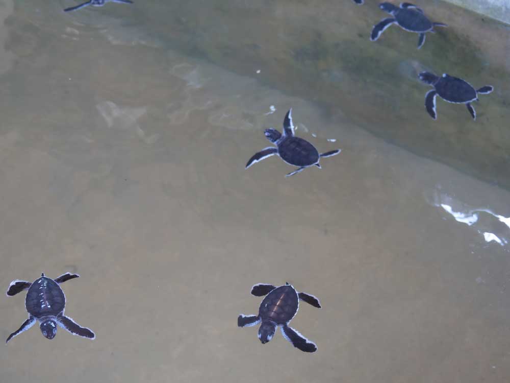Sri Lanka, Sea Turtle Farm