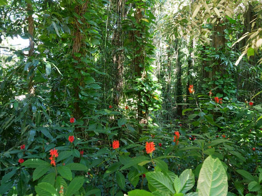 Sri Lanka, Udawattakele rainforest