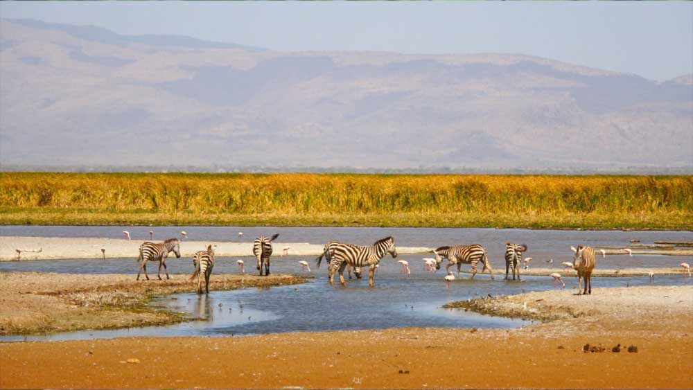 Tanzania, Animals in the Safari