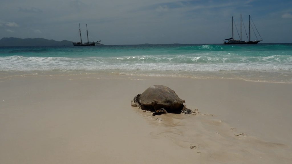 Ceychelles, Turtles