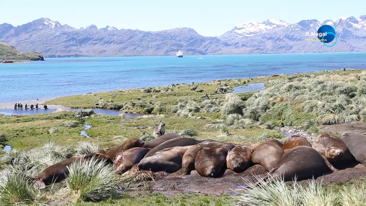 South Georgia Island, Grytviken