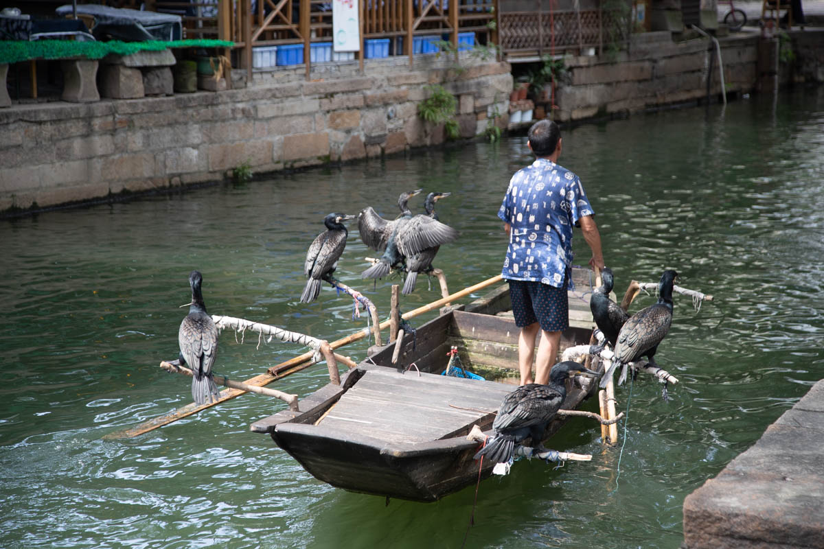 China, Tongli -Cormoran fishing