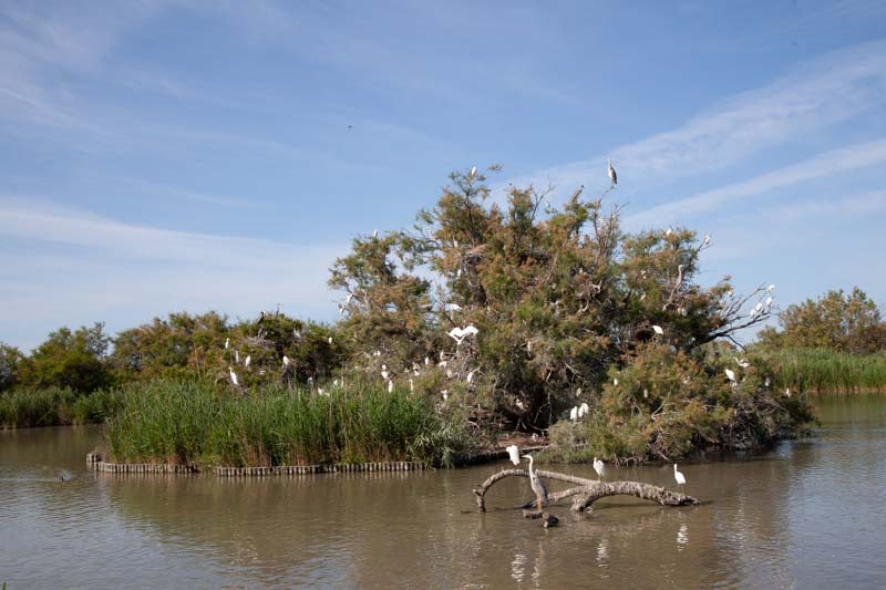 Camargue