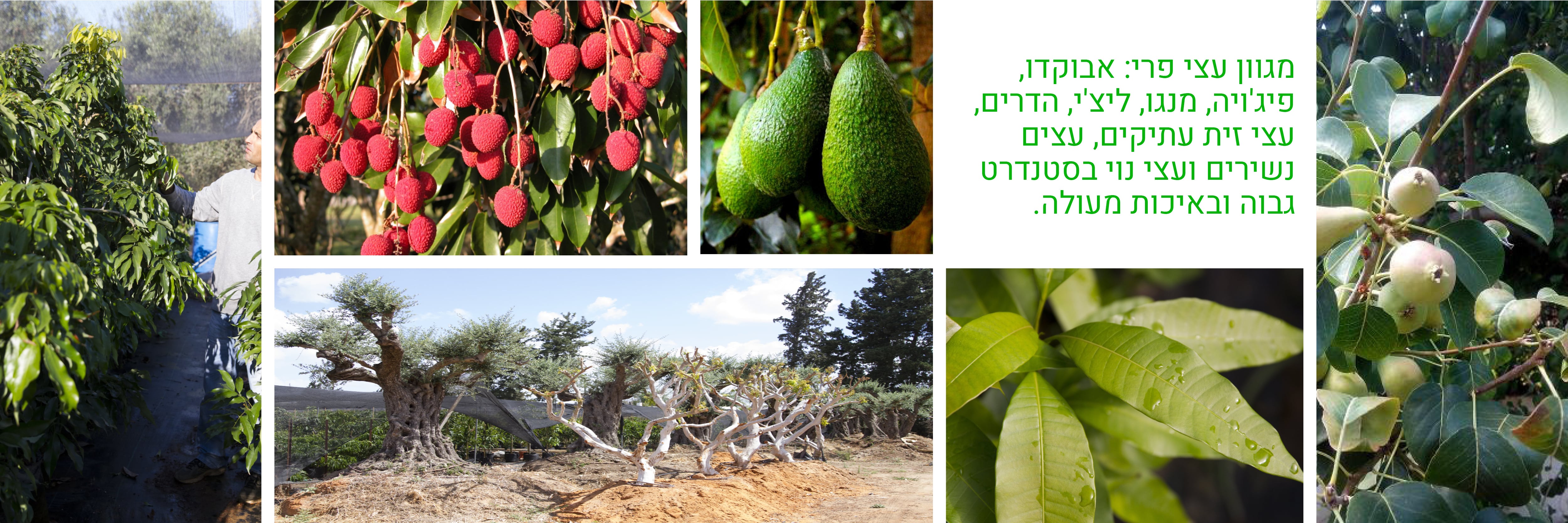 משתלת חי — עצי פרי ונוי 1