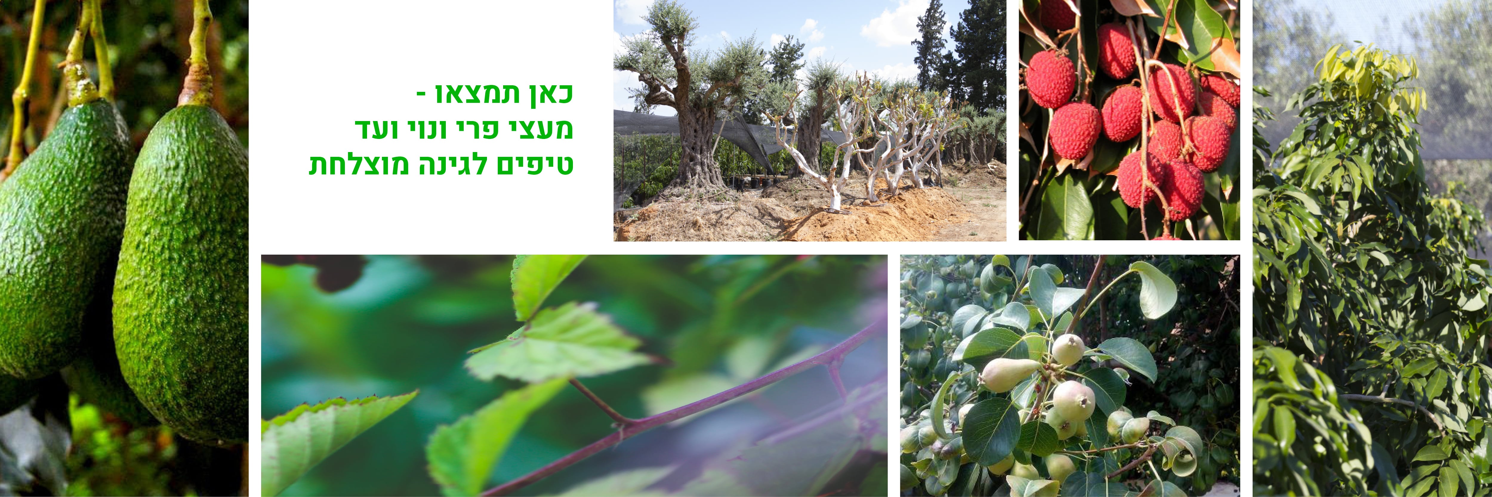משתלת חי — עצי פרי ונוי 3