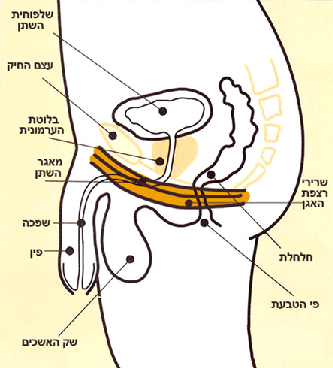רצפת האגן