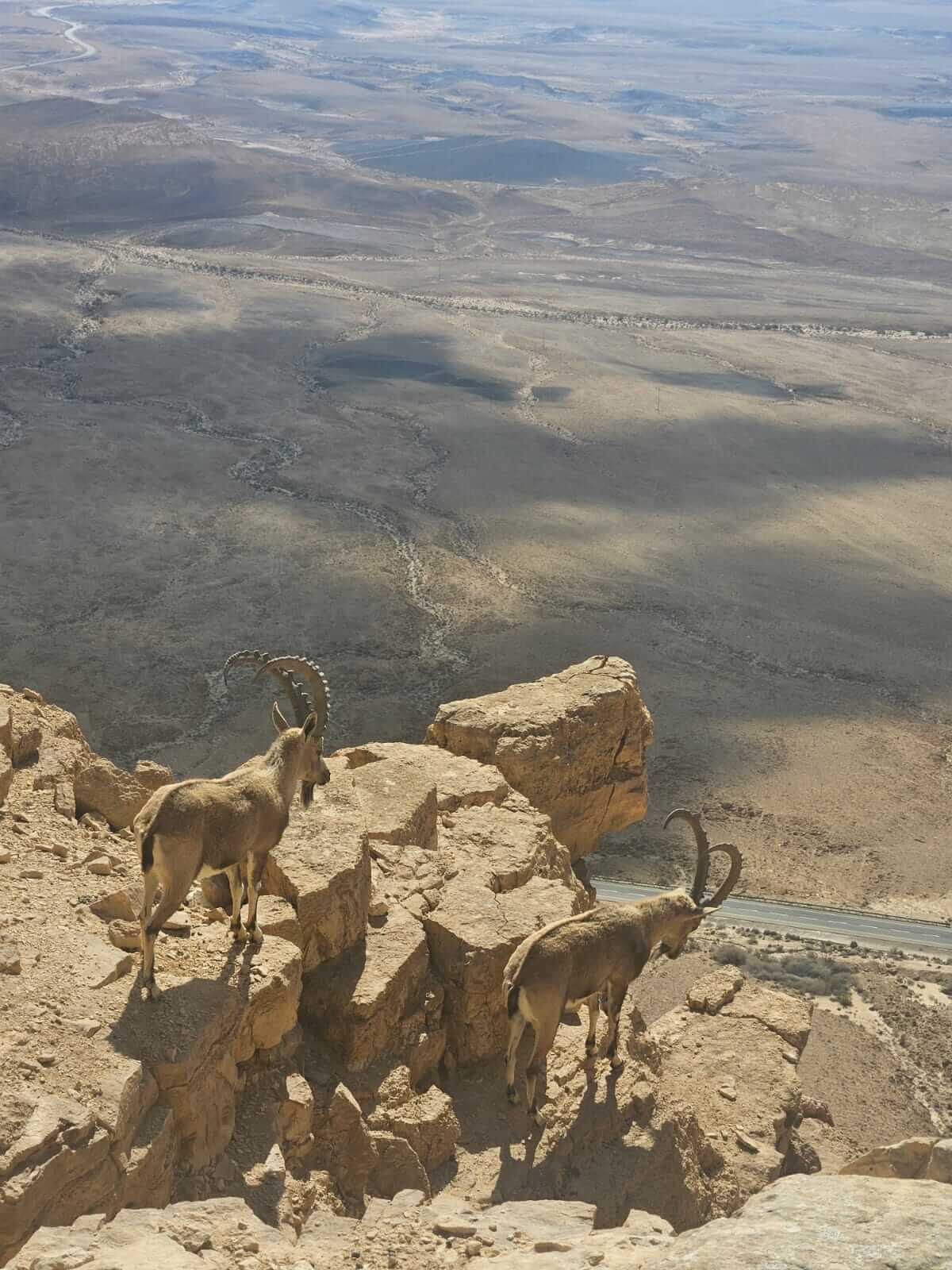 יעלים על מצוק מכתש רמון