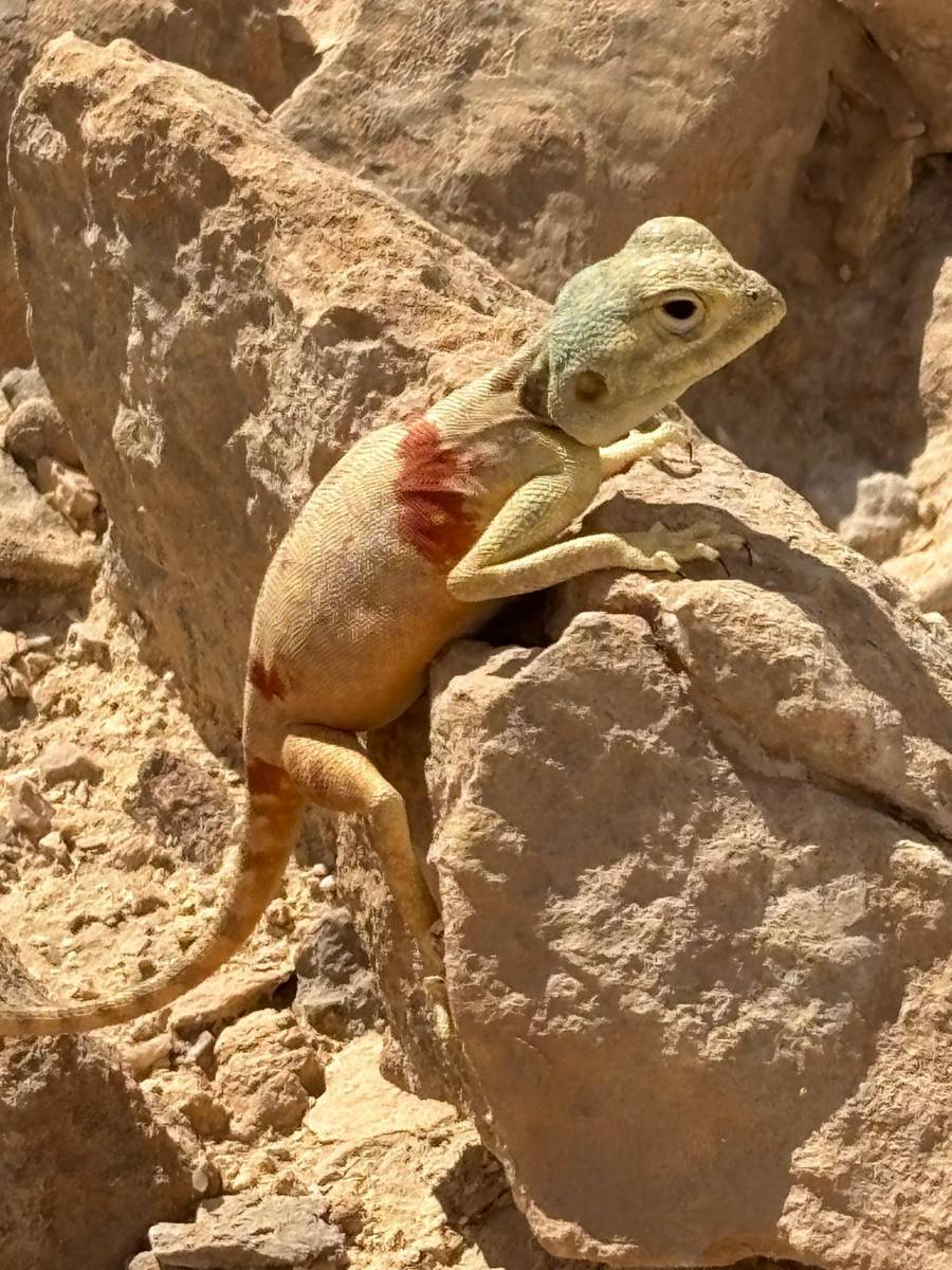 חרדון מדברי מזדנב על סלע גיר בשמש