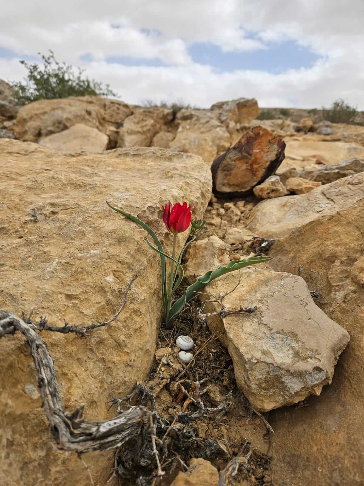פריחת צבעוני במדבר