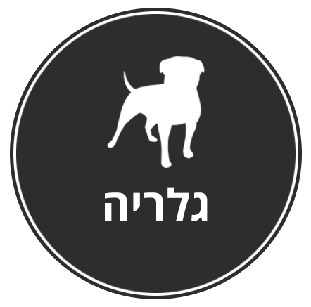 גלרית תמונות