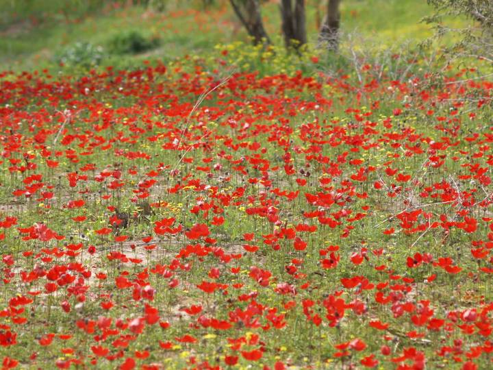 עוזי טאובר מסעות מן הכורסא | נופים ואירועים — תמונה 8