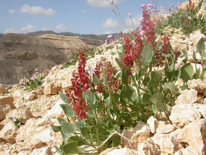 עוזי טאובר מסעות מן הכורסא | דף הבית