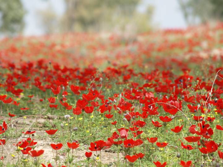עוזי טאובר מסעות מן הכורסא | נופים ואירועים — תמונה 21