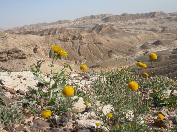 עוזי טאובר מסעות מן הכורסא | לך, לך למדבר — תמונה 6