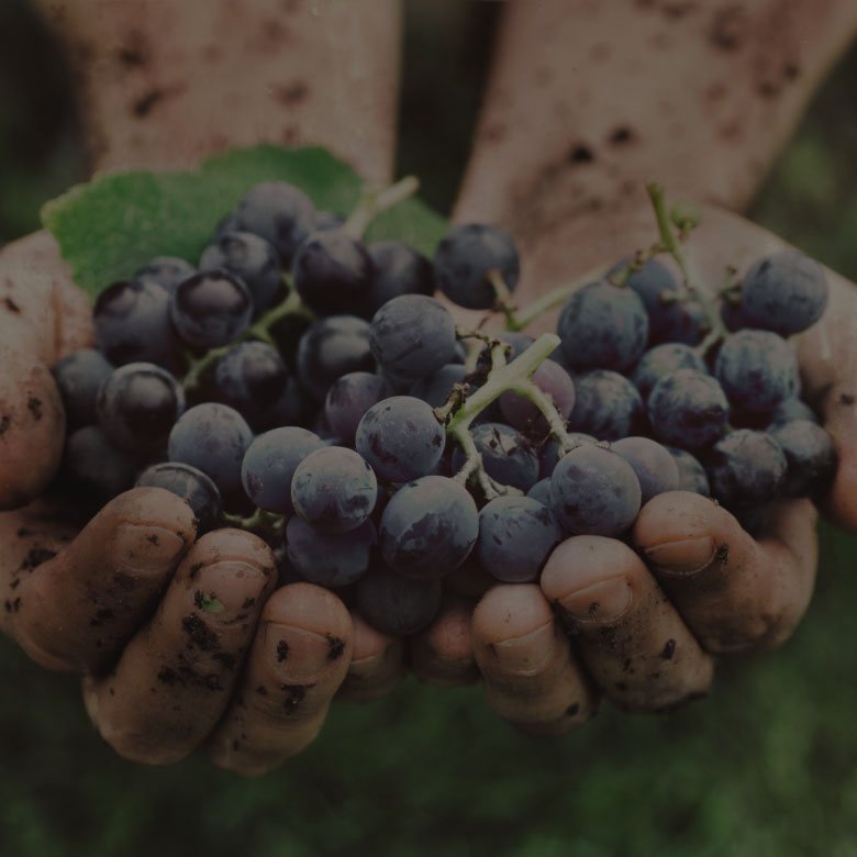 Winery Tours