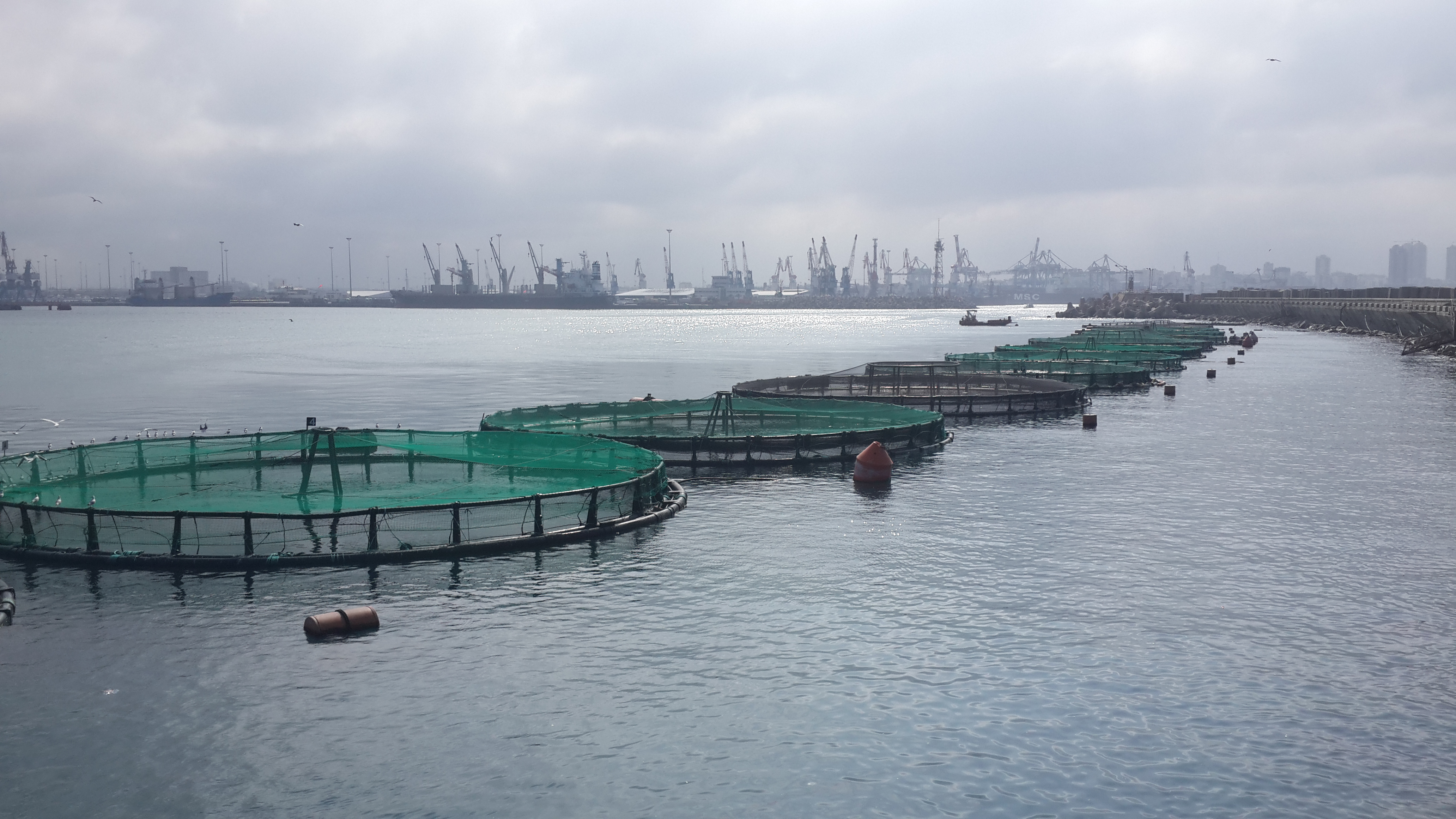 Offshore Aquaculture near Ashkelon