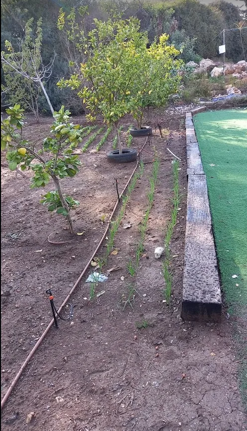 גינון מקצועי ונגרות תרפיה חממה אקולוגית — תמונה 2