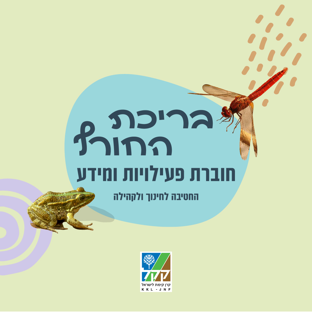 פרויקט 13