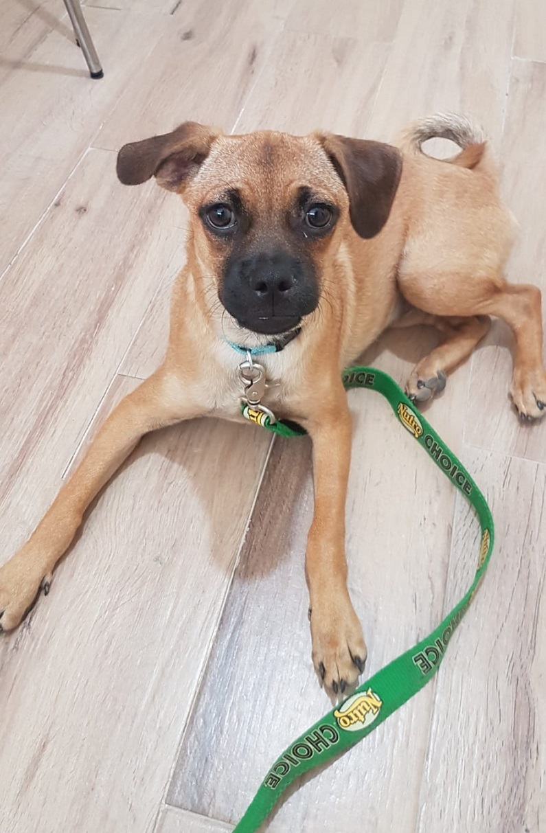ויקי בת 4 חודשים.jpg